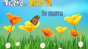 Żółte i białe kwiaty w zielonej trawie, w tle błękit, tekst Wiosna, ach to Ty, 20 marca